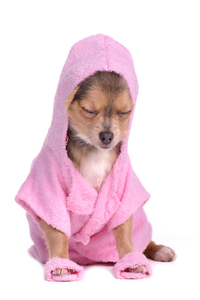 toweling off at toronto dog groomer
