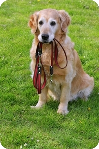 toronto dog walker