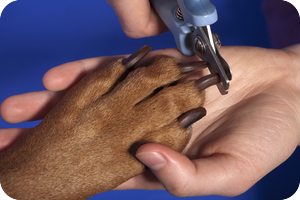 Toronto Dog Groomer