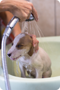 bathing at toronto dog groomer
