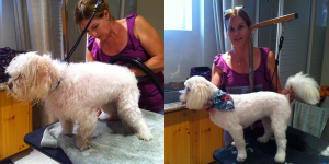 Tetley-Before-After - posh pooches dog grooming