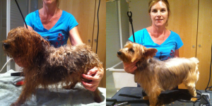 Oliver-Before-After-11Aug2013 - dog grooming