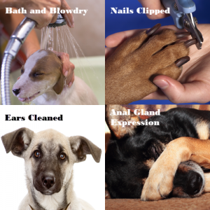 dog grooming services