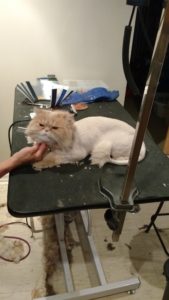 lion cut, cat grooming