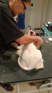 Cat getting a lion cut groom at Posh Pooches Toronto